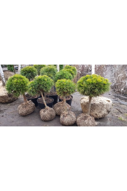 Сосна гірська Варелла (штамб)